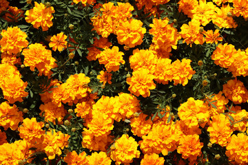 Flowers Marigolds (Tagetes), top view. Beautiful bright orange-yellow flowers. Floral background. Top view of bright marigold flowers in full bloom. Flowers with lush green foliage. Summer garden