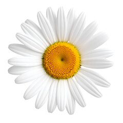 Close-Up of a Beautiful White Daisy Flower with Yellow Center