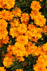 Flowers Marigolds (Tagetes), top view. Beautiful bright orange-yellow flowers. Floral background. Top view of bright marigold flowers in full bloom. Flowers with lush green foliage. Summer garden