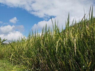 green grass and blue sky