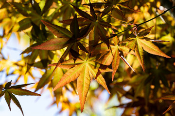 Beautiful orange and yellow spring leaves of Japanese maple Acer Palmatum glowing with warm hues, creating vibrant natural scene. Concept for natural design. Close-up