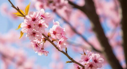 Obraz premium Vibrant Pink Cherry Blossoms Adorning a Tree Branch Against a Soft Blue Sky