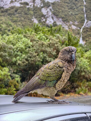 Curious Kea in the Rain: Milford Valley Lookout, New Zealand
Cur
