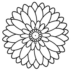 Top Down View of Black and White Gerbera Daisy Petal Layers