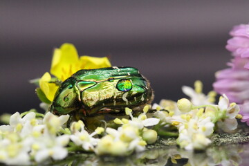 golden beetles feeding on flower pollen Cetonia aurata golden scarab beetle