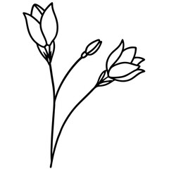 Two Freesia Flowers and Buds Black Line Art Stem vector