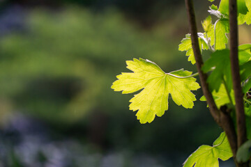 Close-up of vibrant green leaf Ribes aureum, golden currant, clove currant illuminated by sunlight, with intricate vein patterns, set against softly blurred natural background