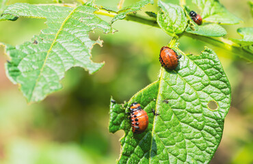Colorado potato beetles are seen actively feeding on the green leaves of a potato plant in a garden The vibrant red and black markings contrast with the lush foliage surrounding them