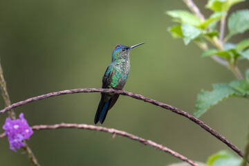 Violet-capped Woodnymph (Thalurania glaucopis) Beija-flor-de-fronte-violeta