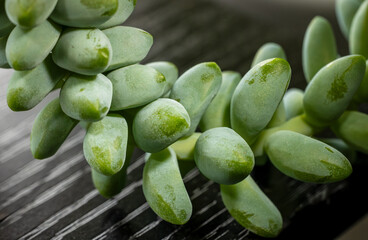 Sedum Morganianum (donkey tail or burros tail) succulent plant. Close-up, selective focus