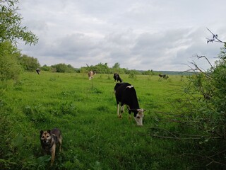 cows in the field