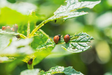 Colorado Potato Beetles Feeding on Potato Plant Leaves in a Garden Setting During Summer