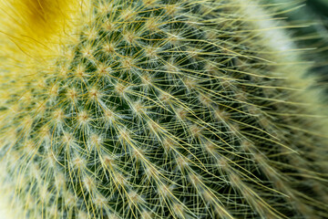 Echinocactus Grusonii, golden ball cactus. Close-up, selective focus