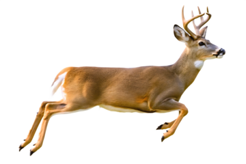   photograph a deer leaping on mid air isolated on white background PNG ,AI GENERATED