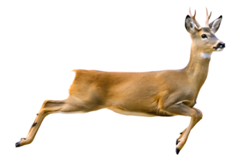   photograph a deer leaping on mid air isolated on white background PNG ,AI GENERATED