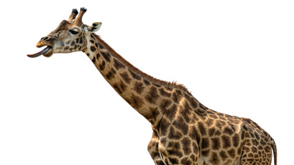 Obraz premium Giraffe, isolated transparent background