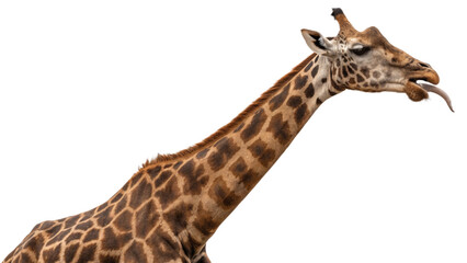 Giraffe, isolated transparent background