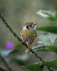 Eared Pygmy-Tyrant (Myiornis auricularis) Miudinho