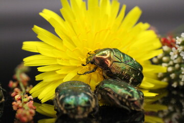 golden beetles feeding on flower pollen Cetonia aurata golden scarab beetle