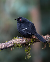 White-shouldered Fire-eye (Pyriglena leucoptera) Papa-taoca-do-sul