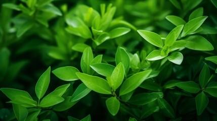 Obraz premium Background green leaves