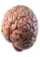 3d human brain isolated белом background