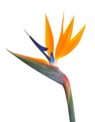 Vibrant Bird of Paradise Flower Against Black Background