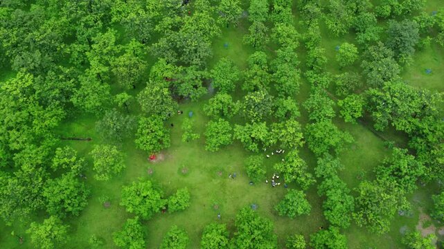 green grass background bangladesh drone shot
