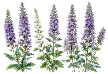 Naklejka premium Mexican bush sage frontal isolated on white background