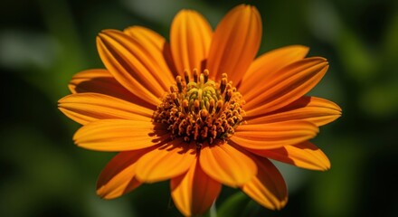 Obraz premium Bright Orange Daisy Flower with Detailed Petals and Center in Sunlight