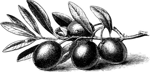 Detailed olive branch with fruit sketch for retro design and decoration