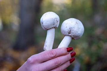 Two white mushrooms held in hand with red nails on blurred forest background. Fresh mushroom harvest and organic food concept. 