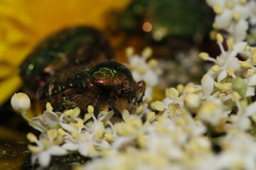 golden beetles feeding on flower pollen Cetonia aurata golden scarab beetle
