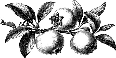 Vintage botanical quince and medlar engraving design for print or poster