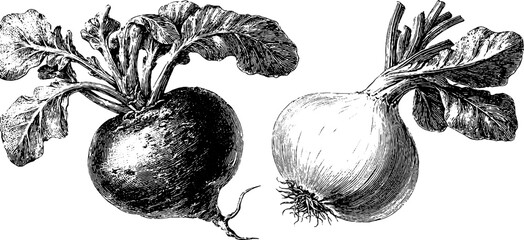 Fototapeta premium Vintage radish and onion engraving for retro culinary design