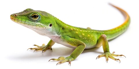Naklejka premium Beautiful close up of a Green Anole lizard against a white background
