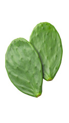 Fresh Green Cactus Pads Isolated on White Background for Food Use