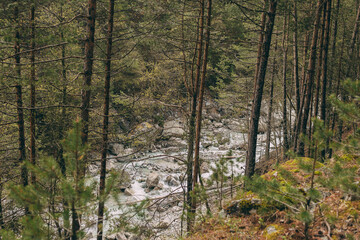 Landscape of a fast-flowing mountain river in a pine forest. Large stones in the river. Elbrus region