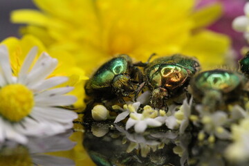 golden beetles feeding on flower pollen Cetonia aurata golden scarab beetle