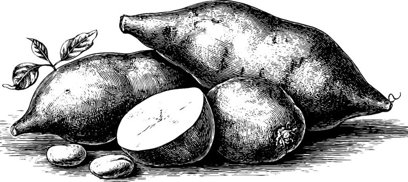Vintage hand drawn yams and sweet potatoes illustration for retro designs
