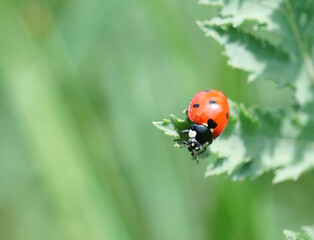 A small ladybug on a green background.