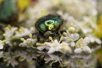 golden beetles feeding on flower pollen Cetonia aurata golden scarab beetle