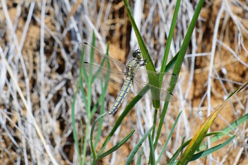 A green dragonfly on a plant. Insects in nature.