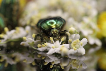 golden beetles feeding on flower pollen Cetonia aurata golden scarab beetle