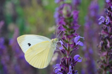 A white cabbage butterfly on a blooming sage. Blossom.