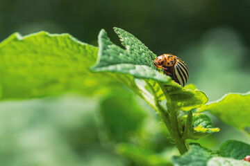 Colorado Potato Beetle Feeding on a Green Leaf in a Garden Setting During Summer Sunlight