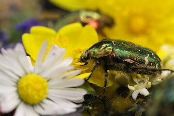golden beetles feeding on flower pollen Cetonia aurata golden scarab beetle