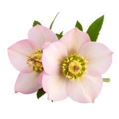 Fototapeta premium Delicate Pink and White Flower Blooms with Green Leaves Arrangement