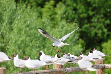 A black-headed gull captured mid-flight as it lands on a wooden fence among a group of resting gulls. Bright summer day with lush green trees in the background. Peaceful nature moment.