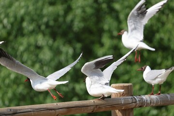 Several black-headed gulls caught in action as they take off from a wooden fence. Bright day, green...